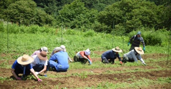 危機的な日本の漆を守るため漆の森づくりにご支援ください