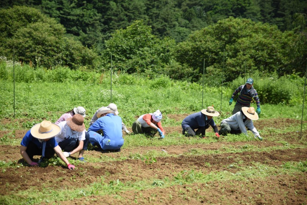 危機的な日本の漆を守るため漆の森づくりにご支援ください
