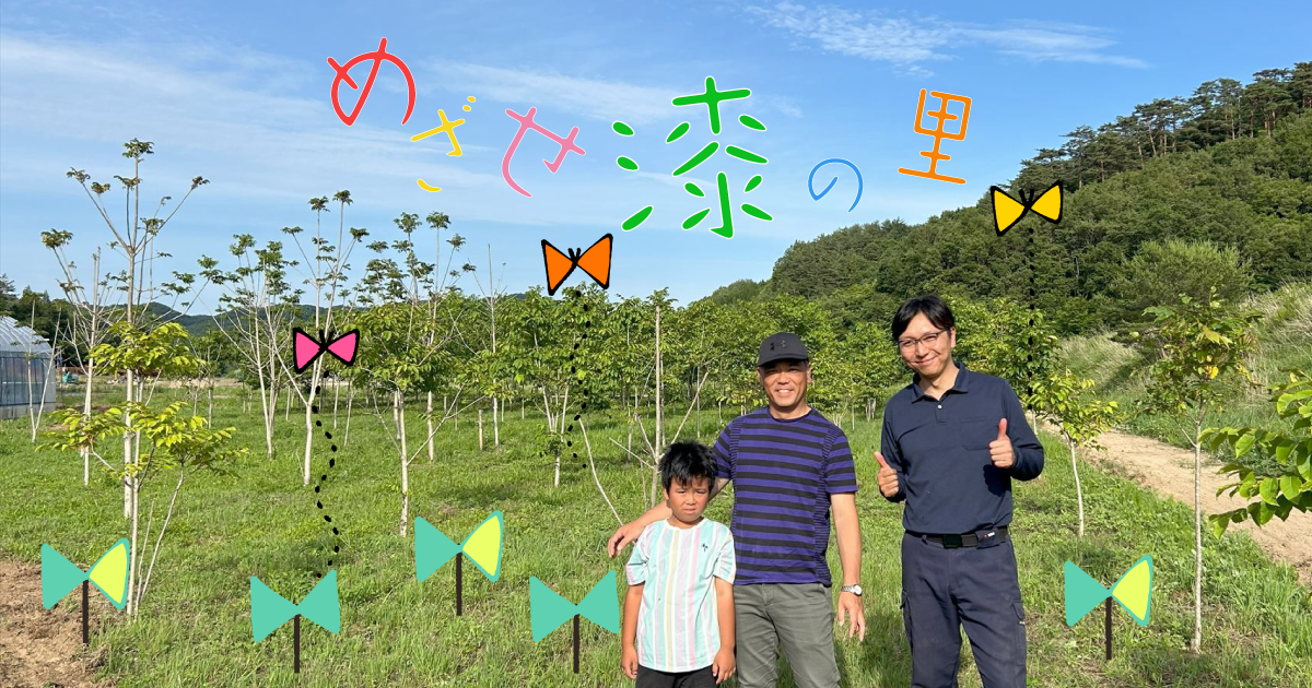 国産漆を増やすため、飯舘村、秦野市での漆の産地化を目指して！