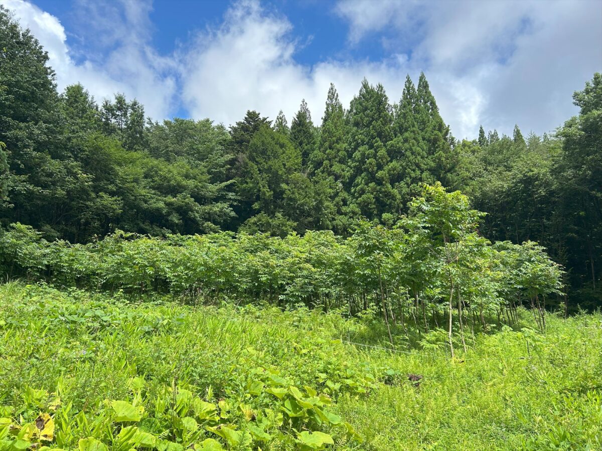 漆の産地化を目指して～飯舘村とウルシネクストの挑戦～